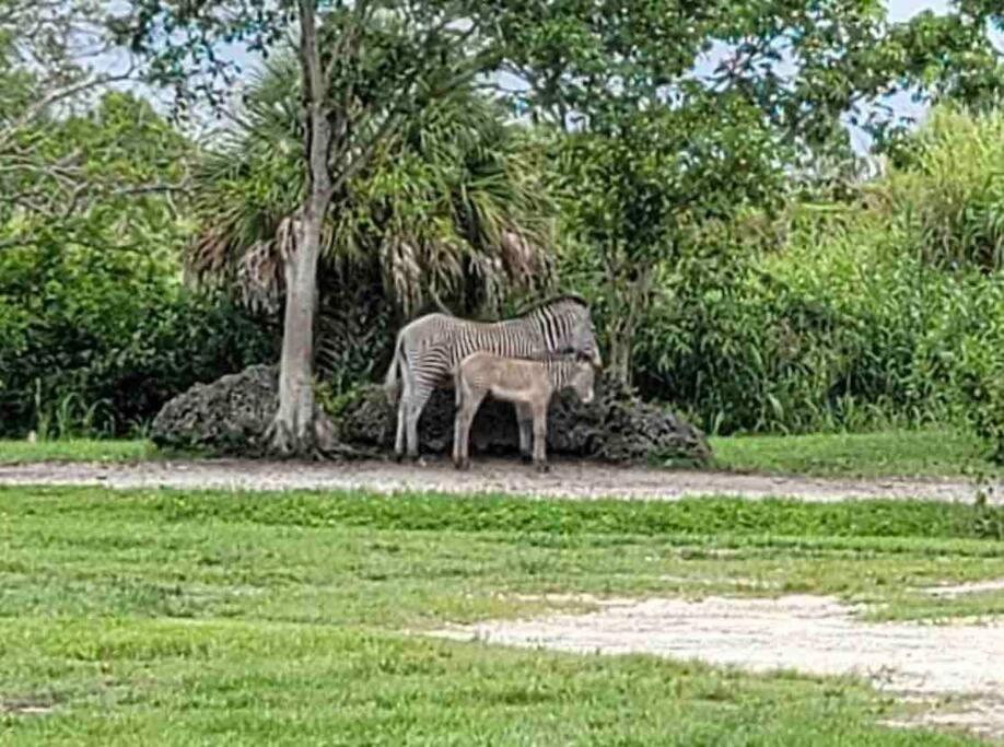 Amazing & Cozy Duplex Near Zoo ! Holiday home Miami