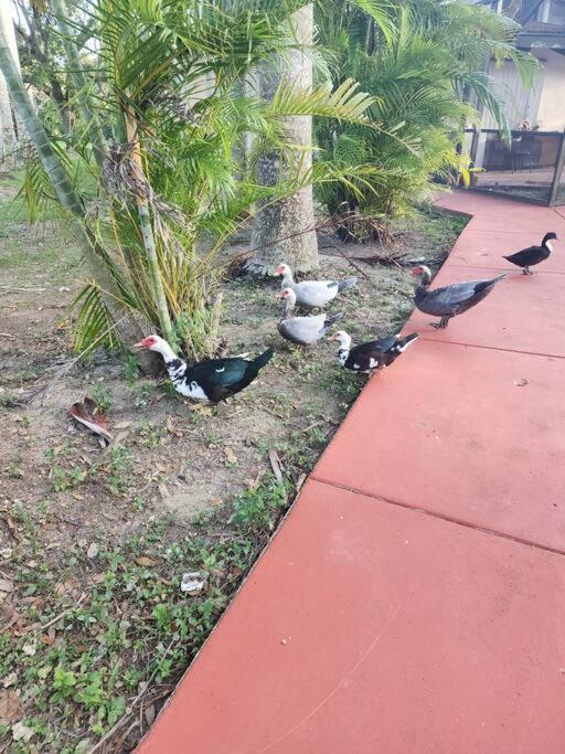 Angels Village & Mini-zoo Miami