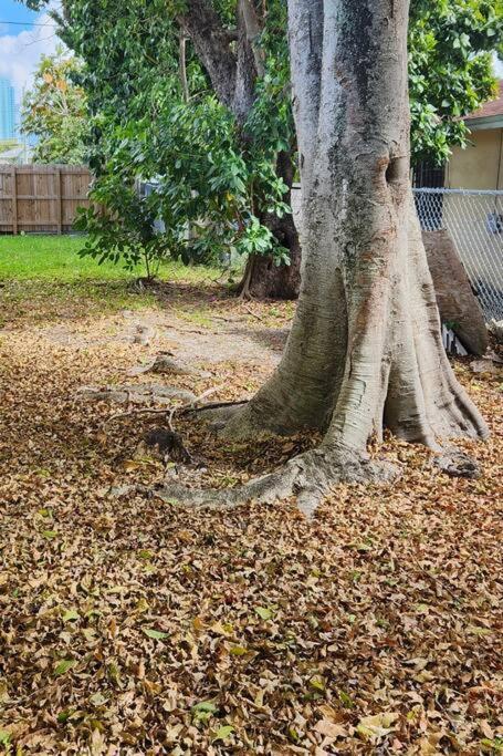 Close To Port Cruise, Steps To Wynwood. Up To 8 Pp * Miami